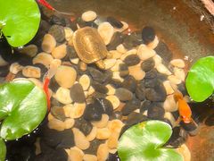 -曲水兰亭(北京四惠店)