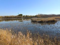 -野鸭湖国家湿地公园