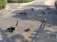 -西霞口神雕山野生动物世界