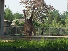 -石家庄市动物园