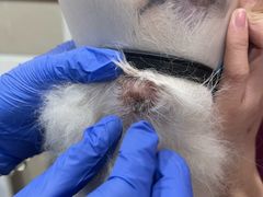 -艾贝尔宠物医院·24H转诊中心·肿瘤猫专科(江宁双龙店)