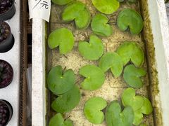 -龙大花卉苗木市场