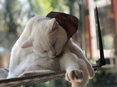 -有猫主题·治愈系猫咖(曾厝垵店)