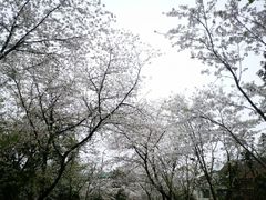 -武汉大学-樱园