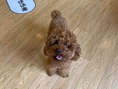 -Pets First伊珊娜洗护·精致美容·家庭式寄养(新会路店)
