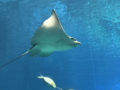 -珠海长隆海洋王国