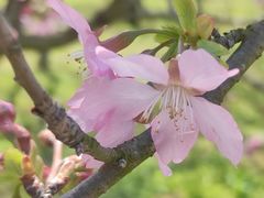 -天适樱花悠乐园