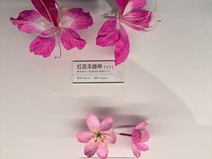 -四川大学博物馆