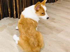 -浣熊柯尔鸭土拨鼠·电玩咖
