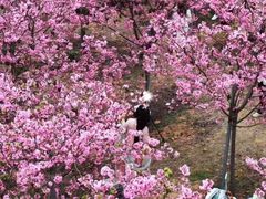-天适樱花悠乐园