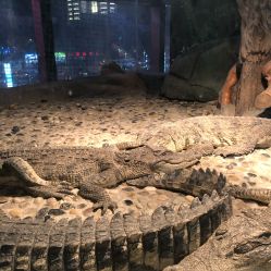 -未来动物城主题公园(正弘城店)