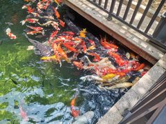 -新世纪大酒楼·30年南海菜