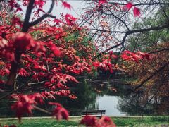 -上海共青森林公园