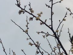 -杭州植物园