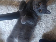 -宠爱国际动物医院· 猫科· 外科·中兽医(长白店)