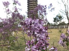 -西海子公园