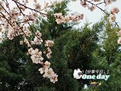 -桃花堤公园