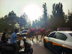 -老钟家烤羊排·敦伊阁清真餐厅胡羊焖饼