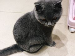 -藏猫猫咖啡主题馆(中央大道店)