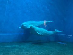 -芜湖新华联大白鲸海洋公园