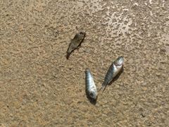 android_upload_pic-三亚亚龙湾凯莱仙人掌度假酒店