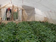 -小鱼草莓采摘园农家乐·小鱼餐厅