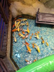 -酷嗒动物文化乐园(cutezoo西溪乐天城店)