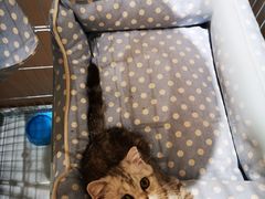 -藏猫猫咖啡主题馆(中央大道店)