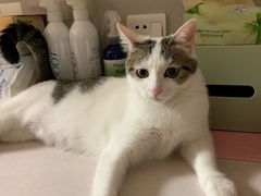 -伟伟宠物医院·CT影像中心·瑞派犬猫综合性门诊(汉口总院)