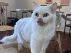 -楼上猫咖(罗湖店)