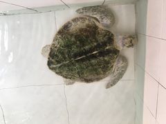 -广东惠东海龟国家级自然保护区