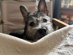 -瑞派康怡24h宠物医院·犬猫医疗中心·微创绝育(瑞景分院)