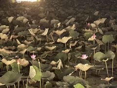 -大兴滨河森林公园