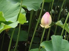 -洛阳市隋唐城遗址植物园