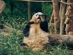 -成都大熊猫繁育研究基地