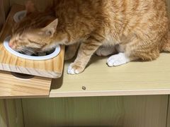 -御宝贝·A梦猫科宠物医院(国际猫友好医院)