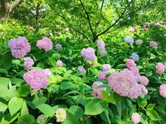 -上海共青森林公园