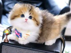 -欣宠猫屋·矮脚拿破仑·蓝金金渐层