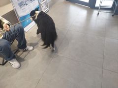 -伟伟宠物医院·CT影像中心·瑞派犬猫综合性门诊(汉口总院)