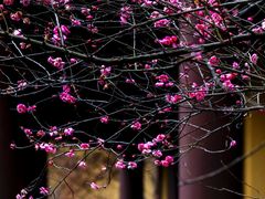-慧因高丽寺
