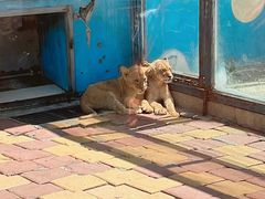 -大连森林动物园