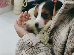 -天使宠物医院·犬猫分诊(彩虹店)