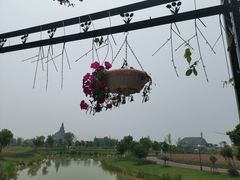 -荷兰花海