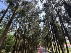 -上海长兴岛郊野公园