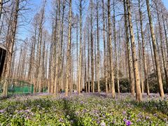 -东平国家森林公园