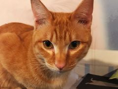 -Cappucimeow猫咪咖啡馆(韦伯时代店)