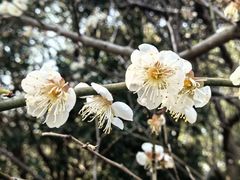 -上海滨江森林公园