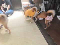 -逗柴咖啡屋·狗咖猫咖宠物桌游
