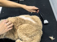 -乖乖宠物医院·猫科·急重症中心(车站北路分院)