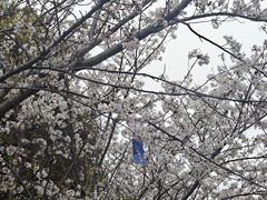-高东镇樱花园